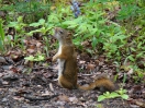 35-Juni- Red Squirrel - Moose Creek